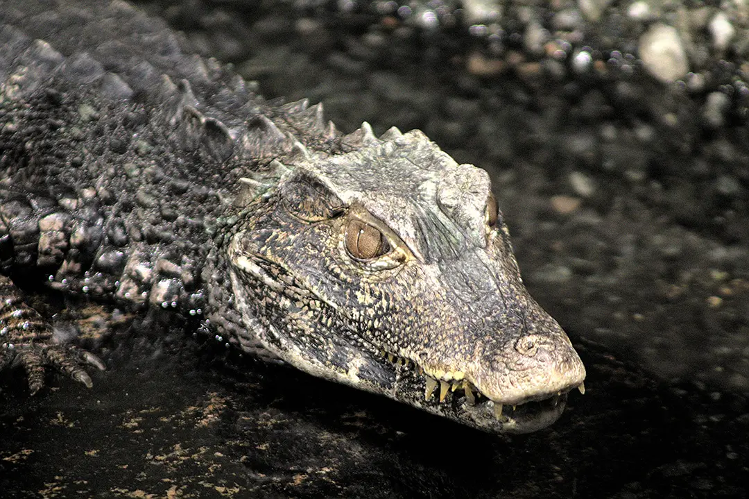 Reptile Second Place Winner Liam Tigert copy